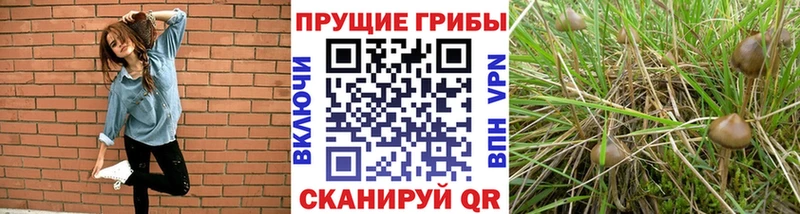 Галлюциногенные грибы Cubensis Павлово